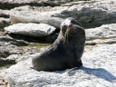 kaikoura (21)